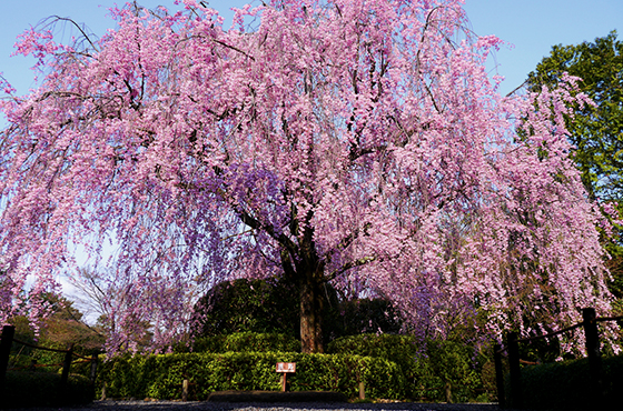 pic_beni-shidare-sakura