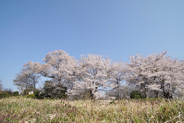 DSC00875